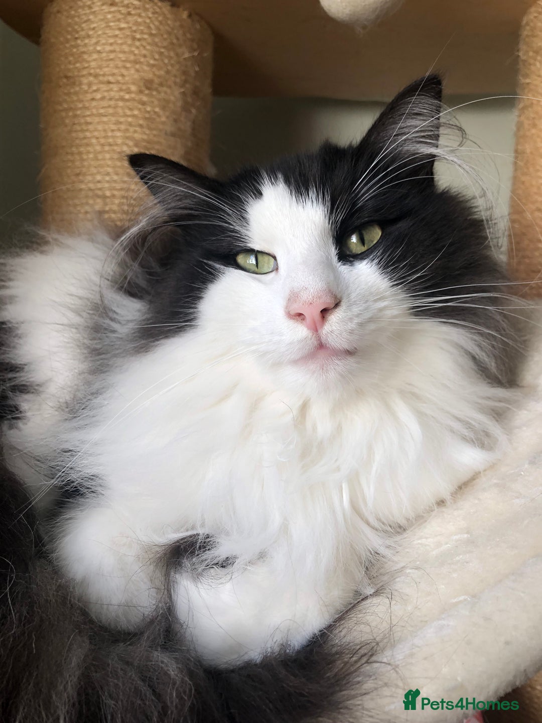 Norwegian Forest Cat cats for sale: Cuddly male Norwegian looking for forever home - Image 6