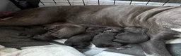 Cane Corso dogs for sale: Cane corso puppies - Advert 22