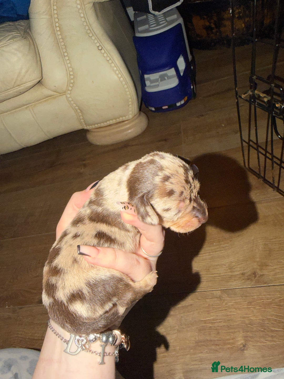 Chiweenie dogs for sale: Chiweenies  - Advert 7