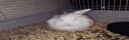 Lionhead rabbits for sale: Lionhead forsale - Advert 4