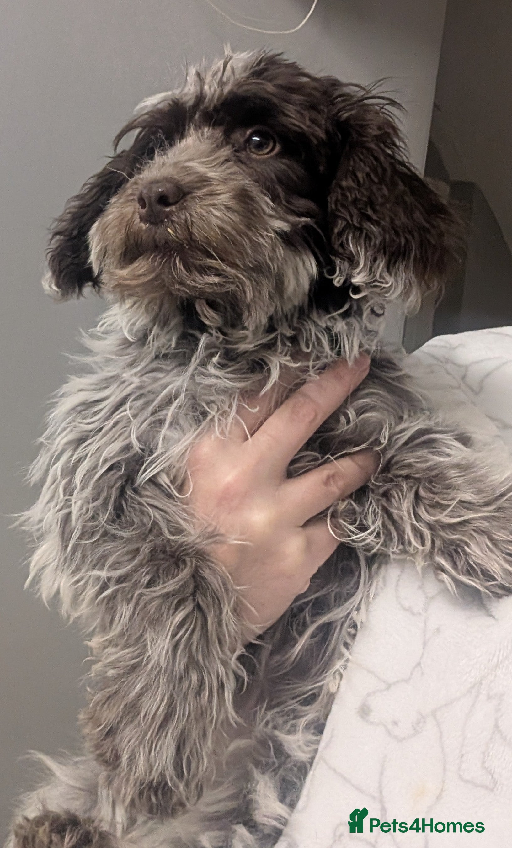 Cockapoo dogs Stunning chocolate roan Female F1 cockapoo  - Advert 2