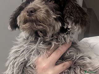 Cockapoo dogs Stunning chocolate roan Female F1 cockapoo - Advert 2