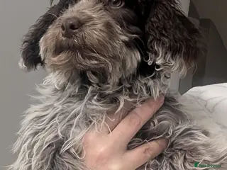 Cockapoo dogs Stunning chocolate roan Female F1 cockapoo - Advert 4