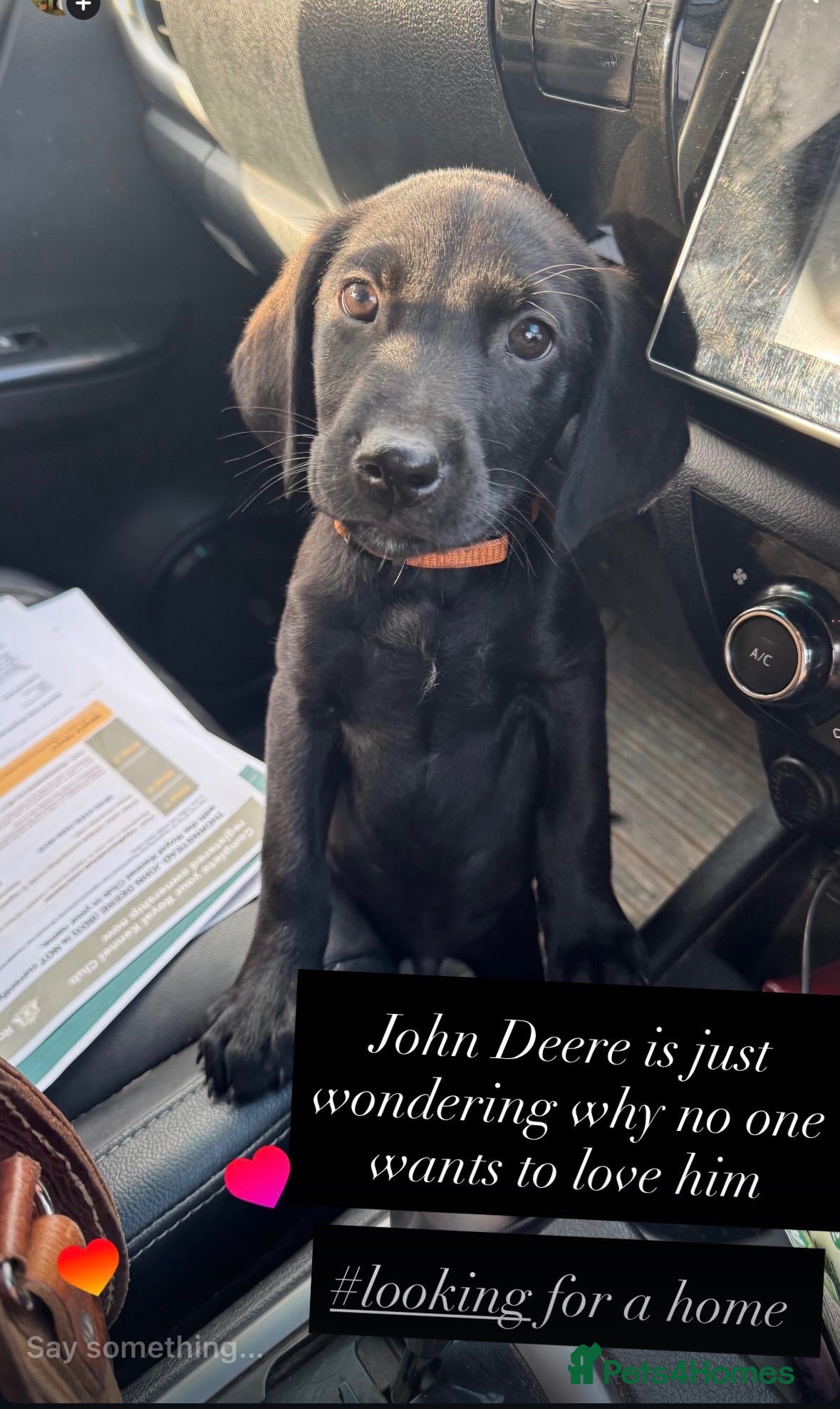 Labrador Retriever dogs John Deere desperately looking for loving home  - Advert 18