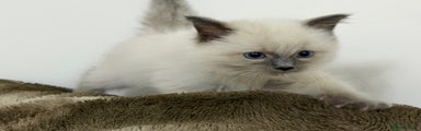 Ragdoll Kitten 2