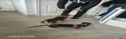 Dachshund dogs for sale: TWO DAUSHUNDS - Advert 11