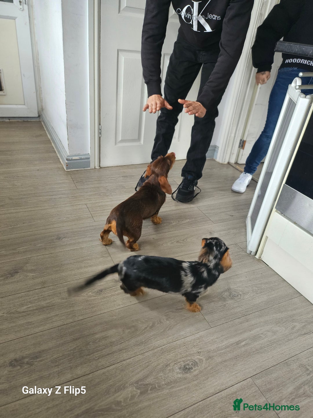 Dachshund dogs for sale: TWO DAUSHUNDS - Image 11
