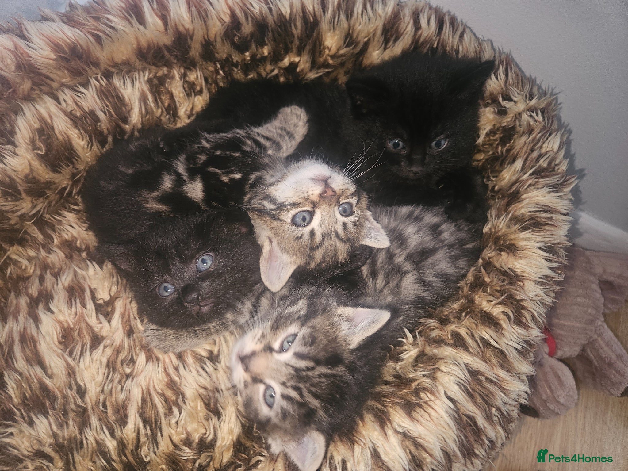 Mixed Breed cats 9 Week Old Kittens - Mixed Litter - Advert 3