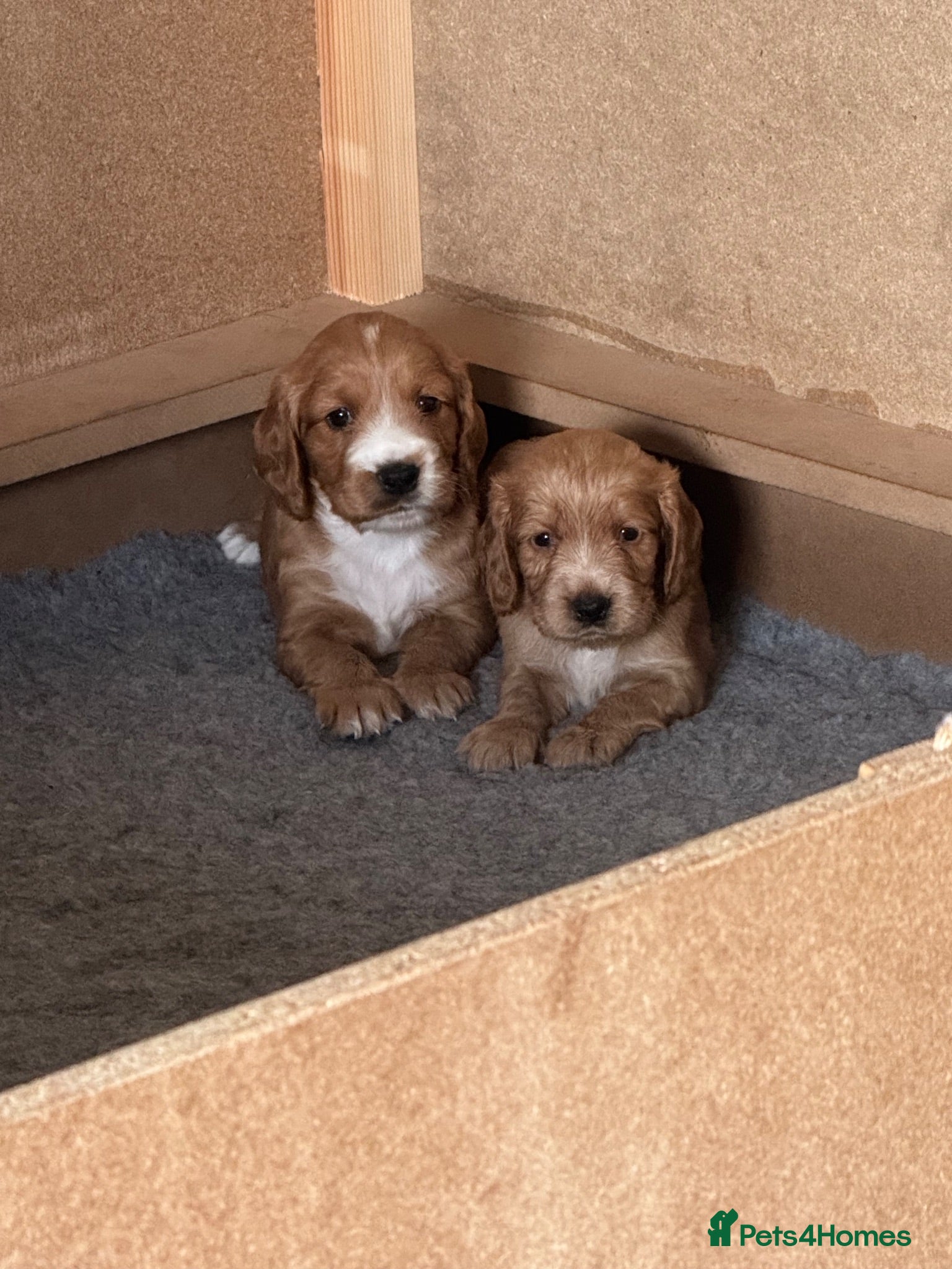 Cocker Spaniel dogs Stunning Working Cocker Spaniel Puppies - Advert 8
