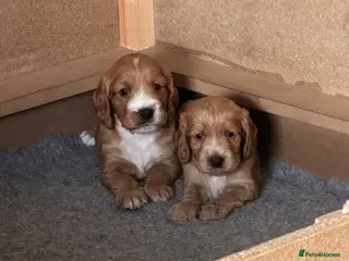 Cocker Spaniel dogs Stunning Working Cocker Spaniel Puppies - Advert 8