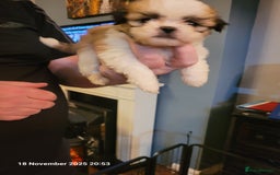 Lhasa Apso dogs for sale: Lhasa Apso puppies  - Advert 3