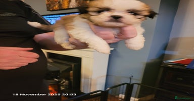 Lhasa Apso dogs Lhasa Apso puppies  - Advert 8