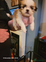 Lhasa Apso dogs Lhasa Apso puppies - Advert 6