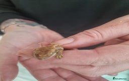Gecko reptiles for sale: Crested baby gecko - Image 2