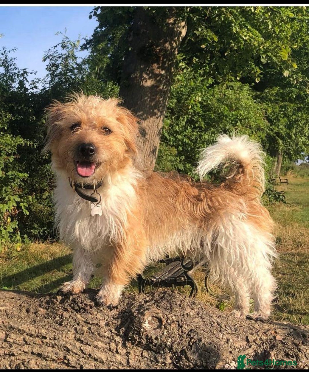 Jackapoo dogs for sale: Beautiful Jackapoo Puppies - Image 14