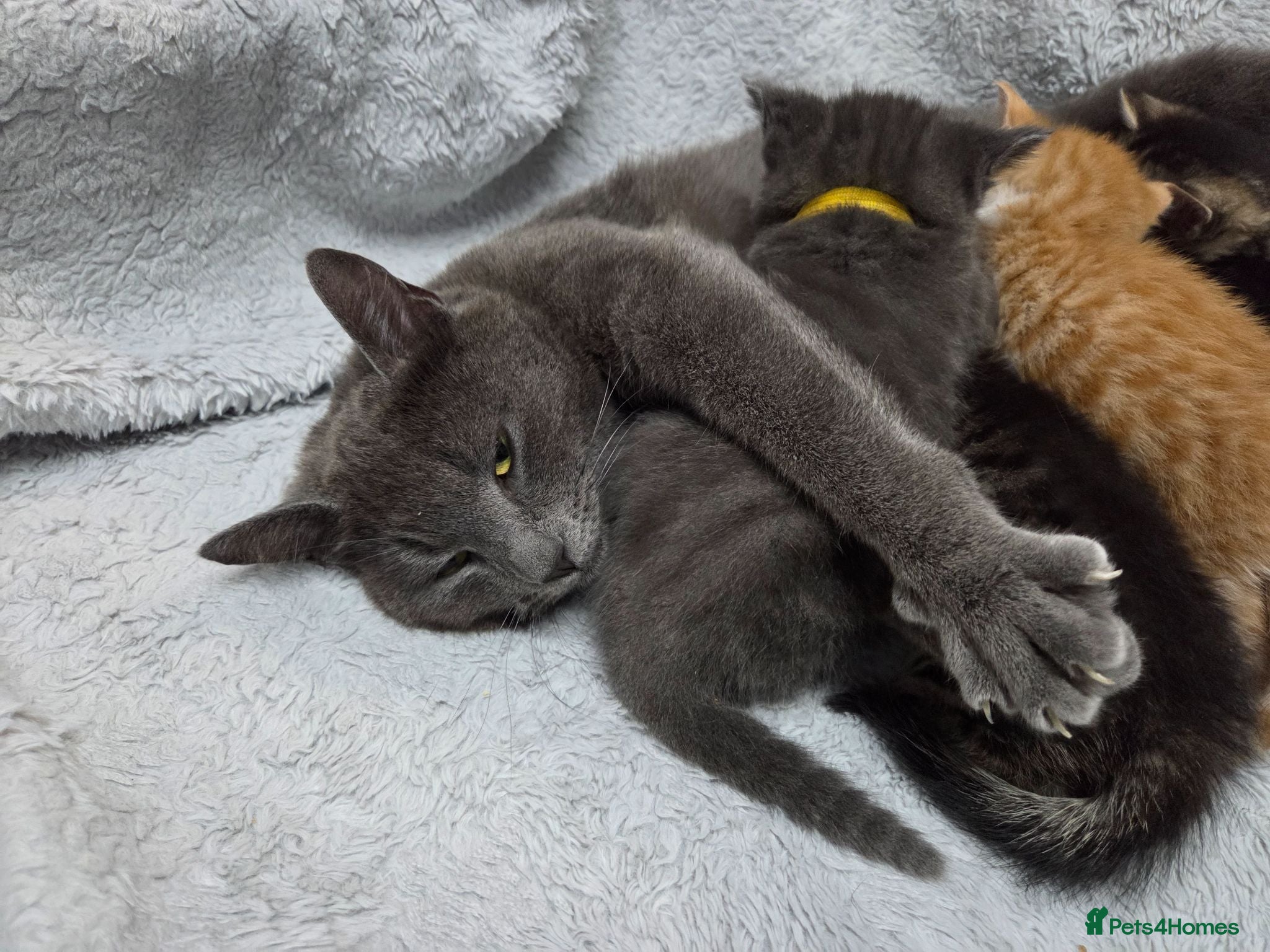 Mixed Breed cats Beautiful kittens looking for their forever homes  - Advert 1