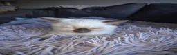 Snowshoe cats for sale: Rare Snowshoe Kittens  - Advert 8