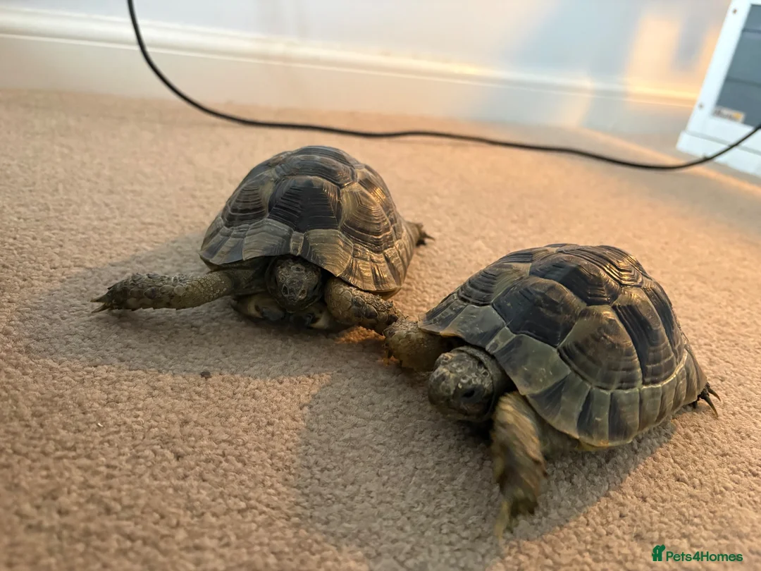Tortoise reptiles for sale: Spur-thighed tortoises in Trowbridge - Advert 2