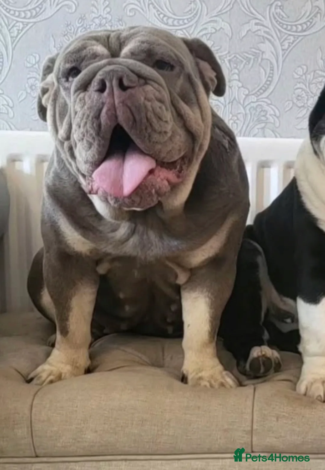 English Bulldog dogs for sale: Gorgeous English Bulldog 💓 - Advert 3