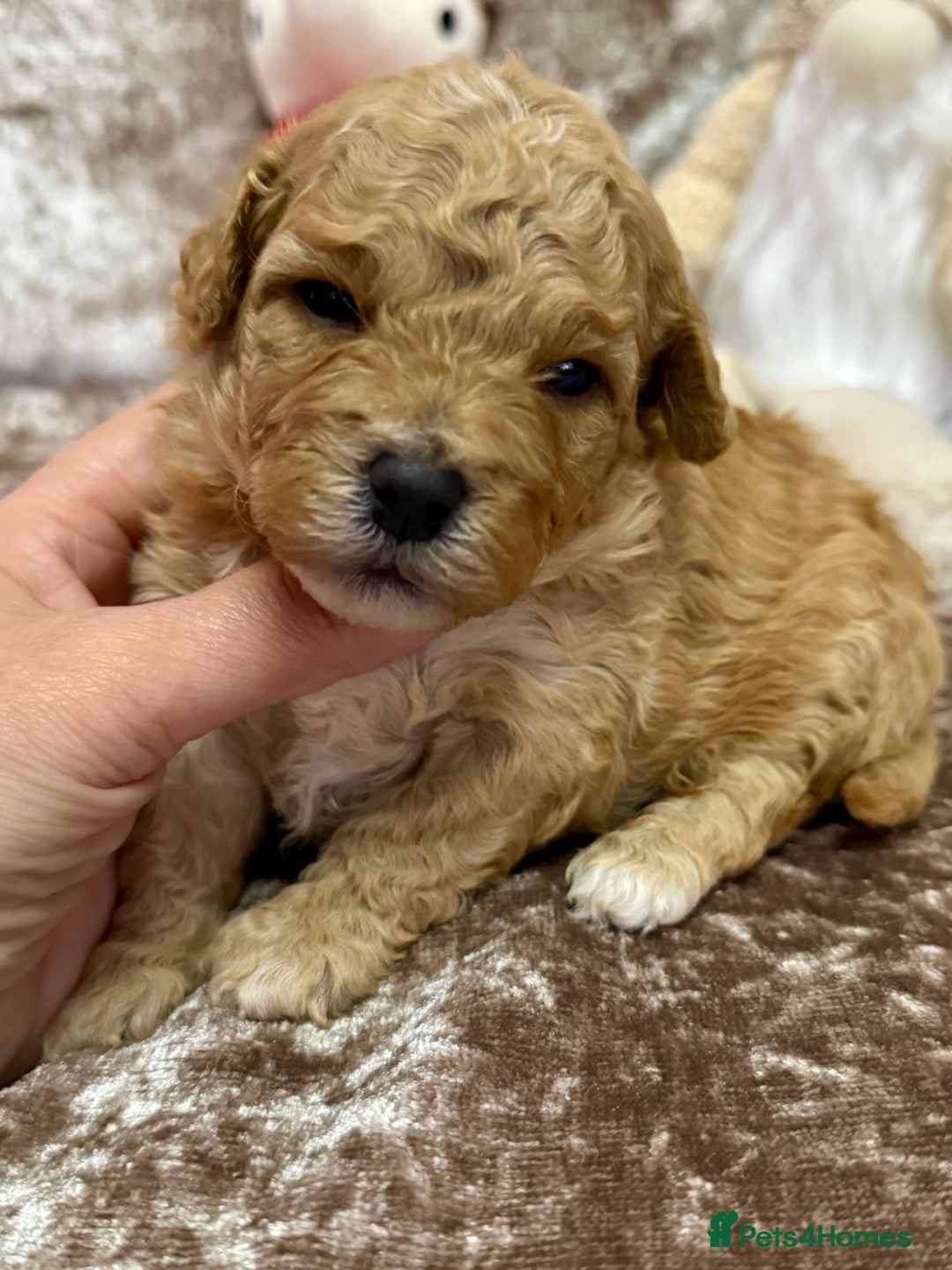 Maltipoo dogs for sale: BEAUTIFUL TEDDY BEAR F1B MALTIPOO BABIES! - Advert 6
