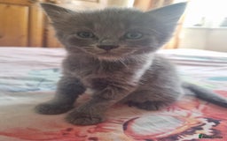 British Shorthair cats for sale: British Short Hair, Rugdoll and mixed breed  - Image 7
