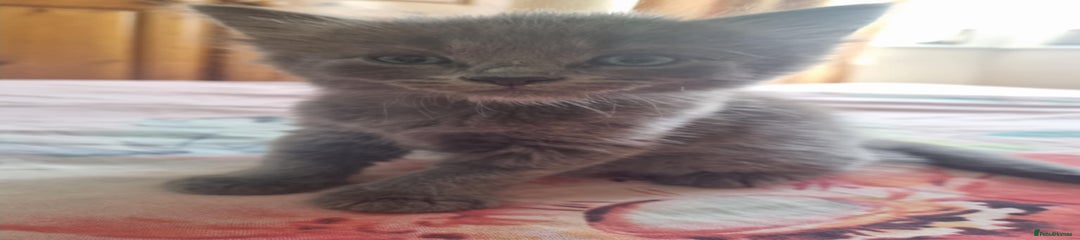 British Shorthair Kitten 4