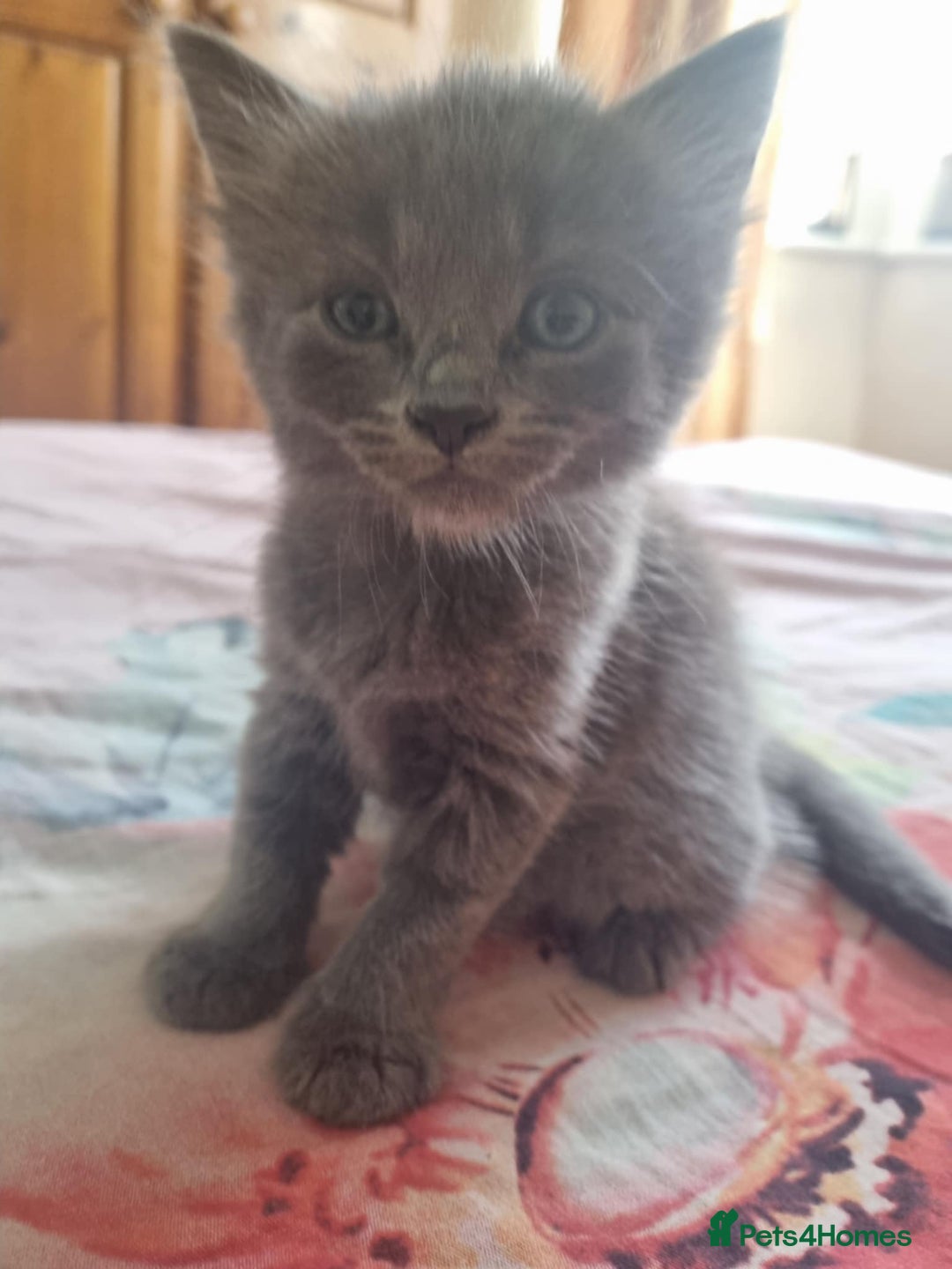 British Shorthair cats for sale: British Short Hair, Rugdoll and mixed breed  - Image 7