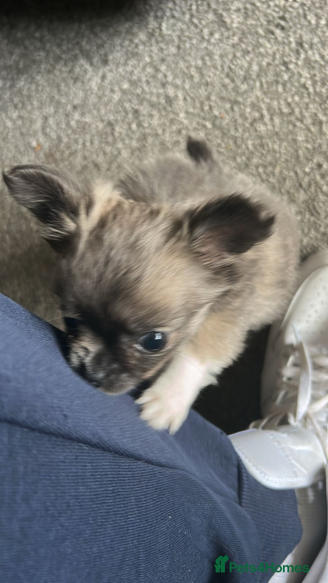 Chihuahua dogs for sale: Chihuahua teacup - Image 9