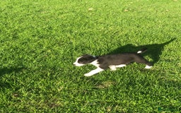 Bearded Collie dogs for sale: Breaded collie puppies  - Image 3