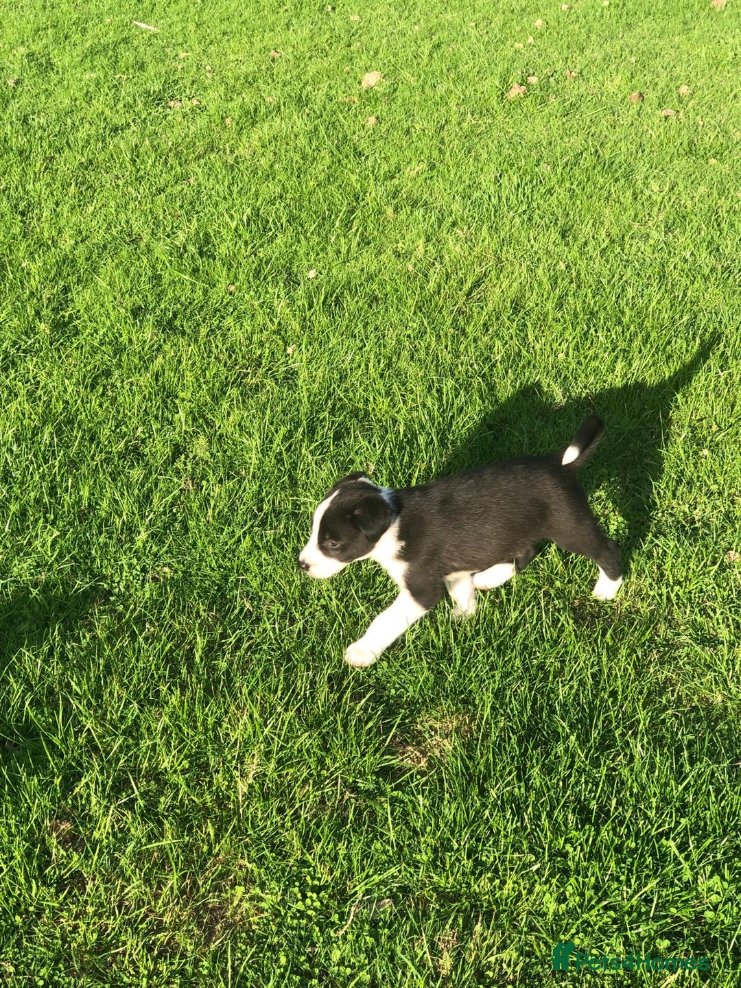 Bearded Collie dogs for sale: Breaded collie puppies  - Image 3