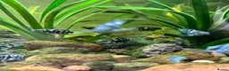 Cichlids fish for sale: DISCOUNT - POLAR BLUE CICHLIDS FRY - Advert 15