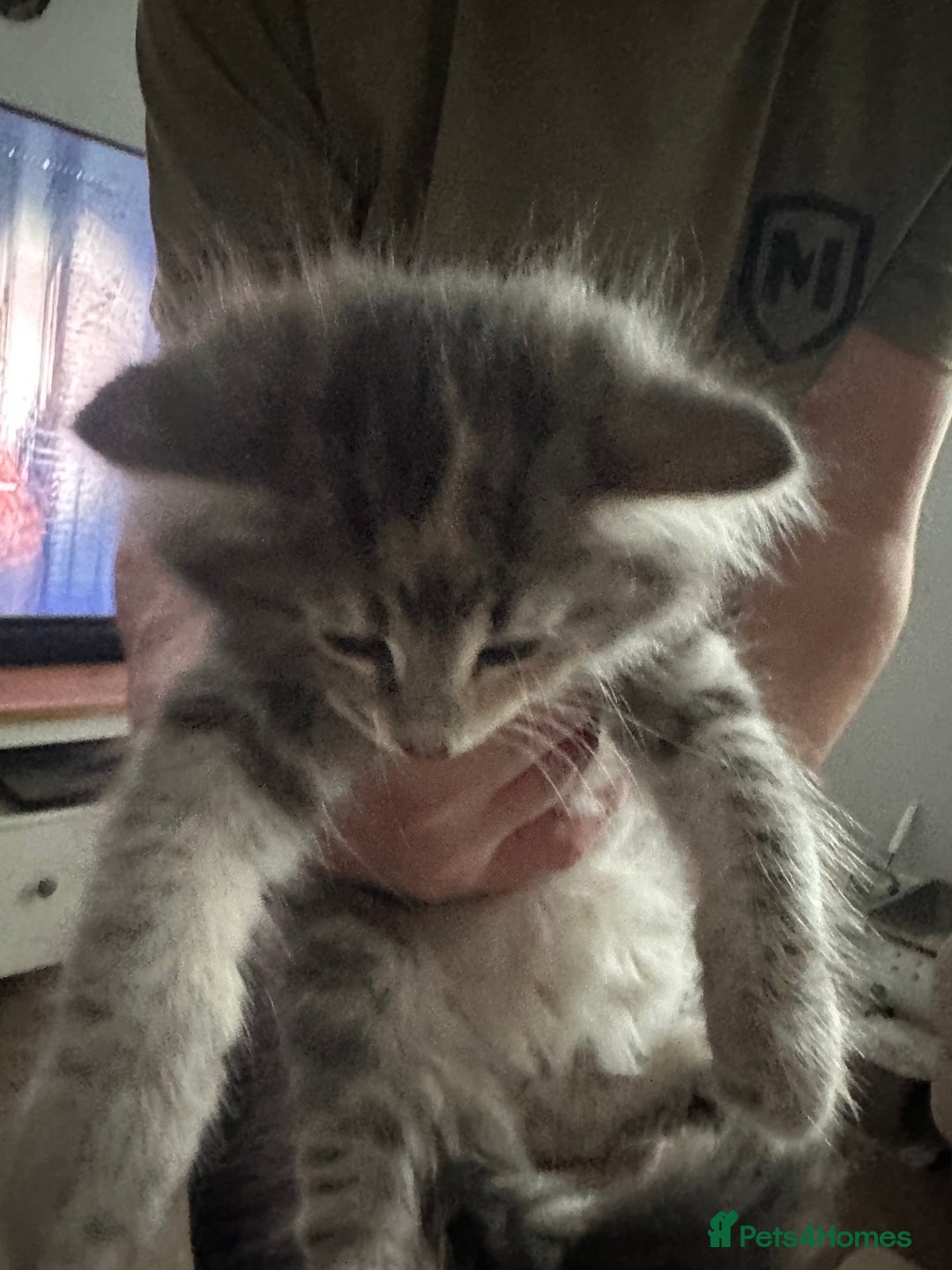 Norwegian Forest Cat cats for sale: Half Norwegian Forest Kittens  - Image 5