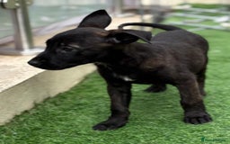 Belgian Shepherd Dog dogs for sale: Belgian malnois x Dutch sheppard puppies - Image 6
