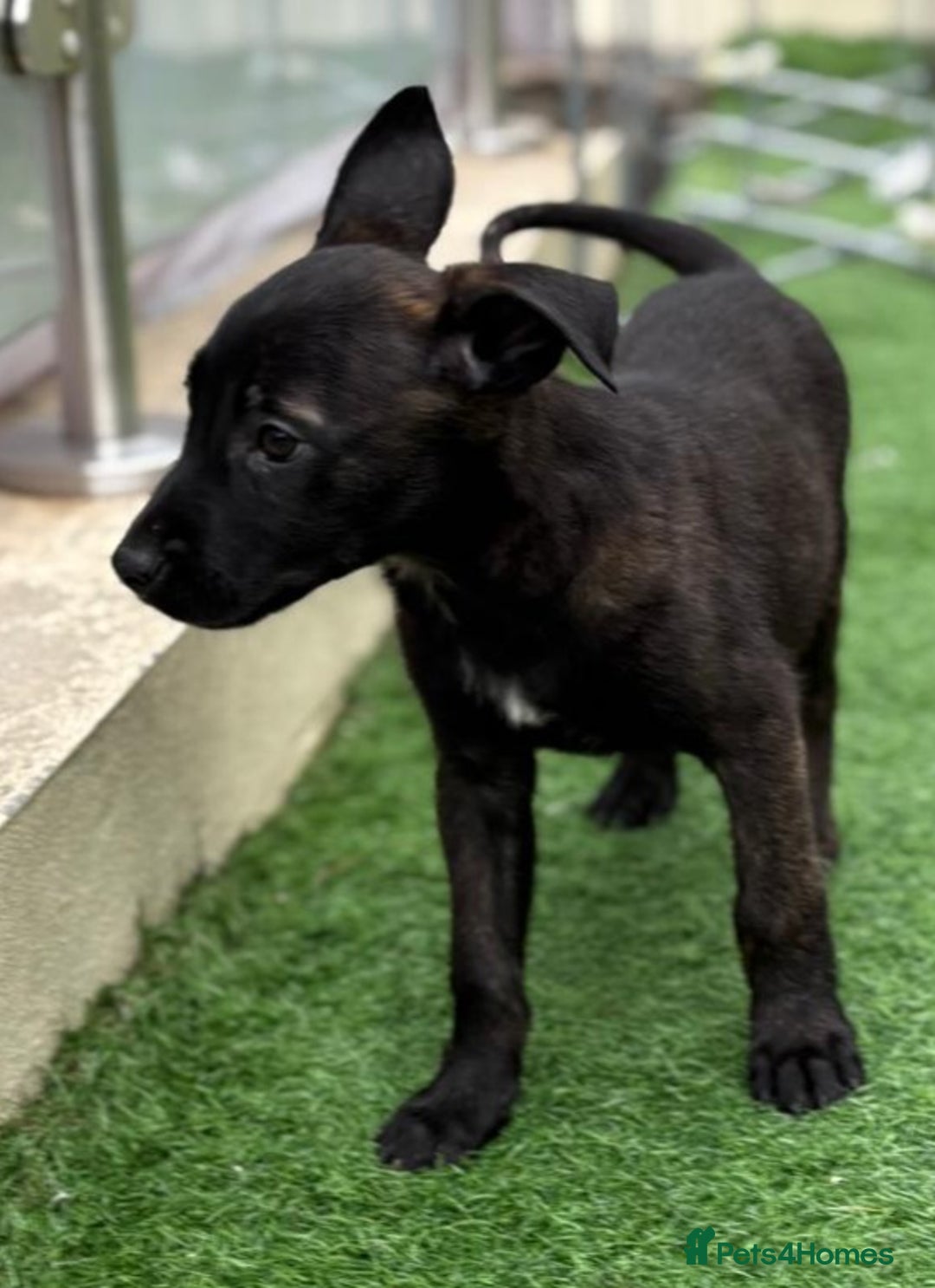 Belgian Shepherd Dog dogs for sale: Belgian malnois x Dutch sheppard puppies - Image 6