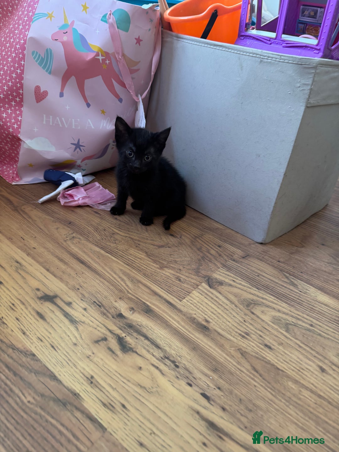 Mixed Breed cats for sale: Beautiful Kittens Ready now  - Image 9