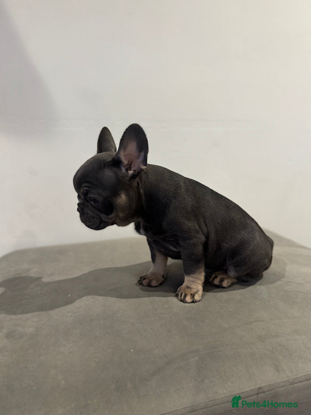 French Bulldog dogs for sale: French bulldogs ready for  **   **   - Advert 6