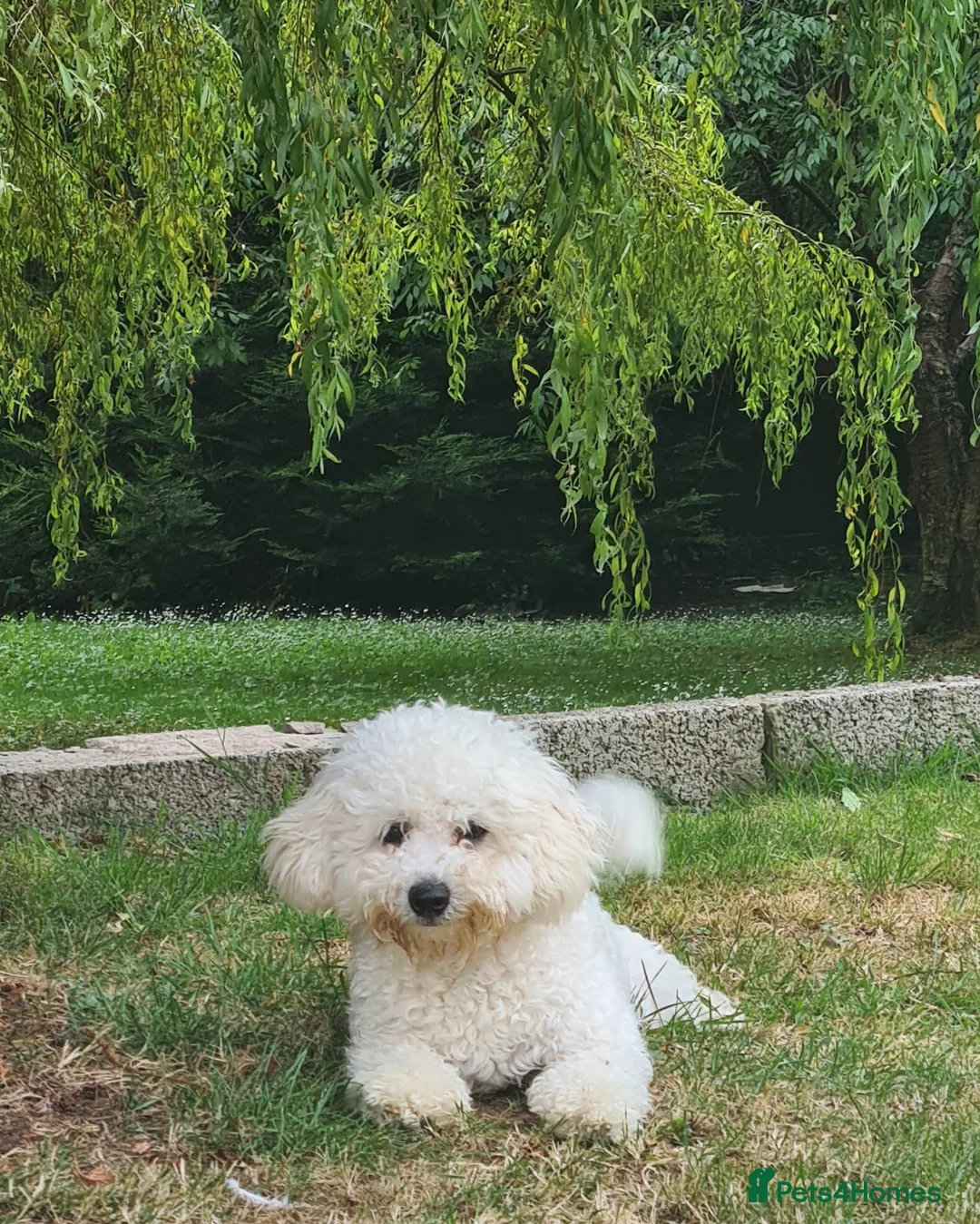 Bichon Frise dogs for sale: Mia - Bichon Frise - 5 years old - Neutered  - Advert 2