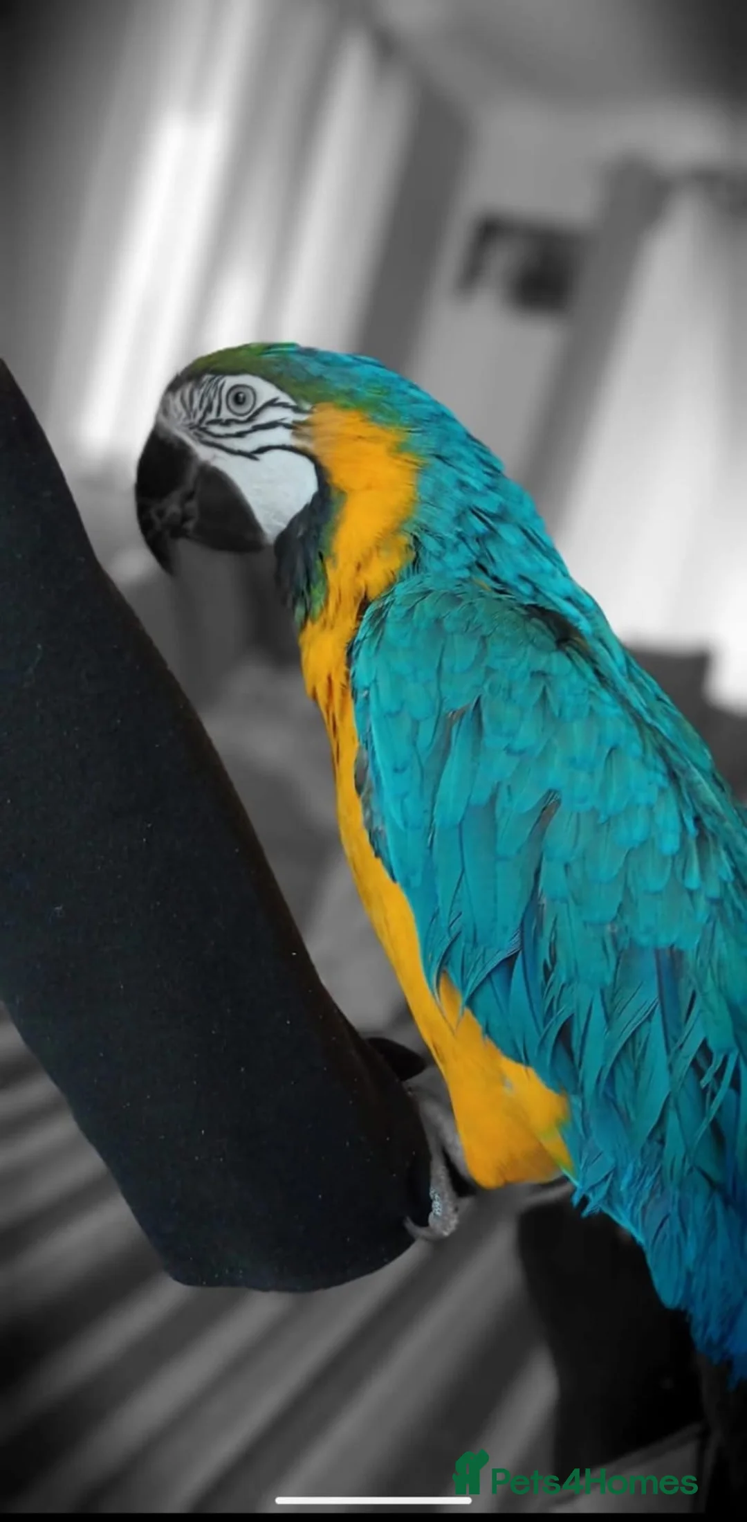 Macaws birds for sale: Nacho Blue and Gold Macaw  in Northampton - Advert 2