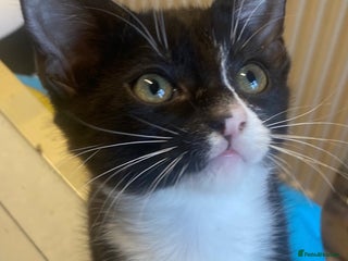 Mixed Breed cats 2 black and white female kittens for sale - Advert 13