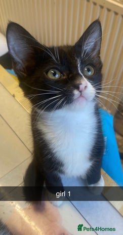 Mixed Breed cats - Advert 1