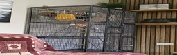 Sugar Glider rodents for sale: 2 bonded male sugar gliders. - Advert 6