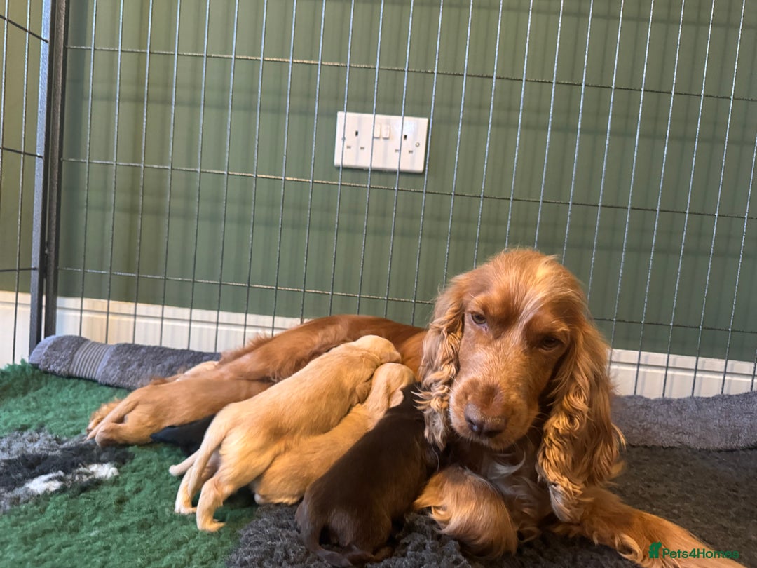 Cockerdor dogs for sale: Cockerdor/ Spanador Puppies. KC registered parents - Advert 28