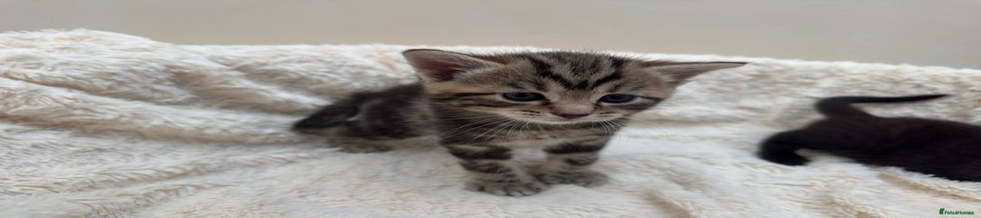 Tabby Boy 2