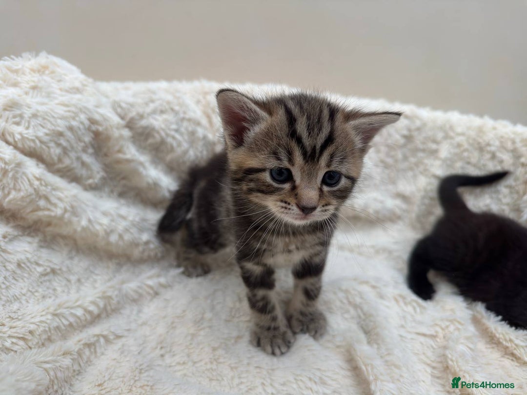 Mixed Breed cats for sale: Adorable Kittens Ready for Loving Homes - Image 8