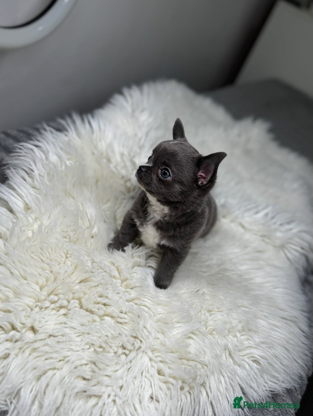 Chihuahua dogs for sale: Beautiful blue chihuahua puppy ready to leave now  - Image 4