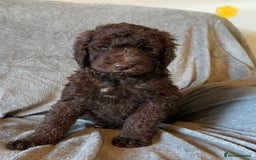 Labradoodle dogs for sale:  Standard Labradoodle puppies  - Image 12