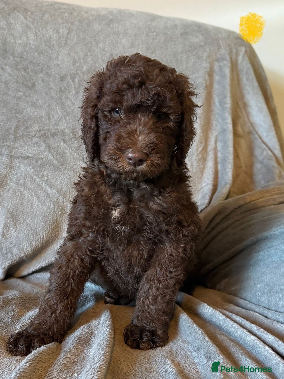 Labradoodle dogs for sale:  Standard Labradoodle puppies  - Image 12