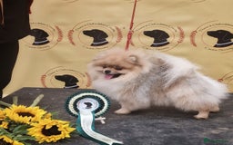 Pomeranian dogs for stud: Stud Dog-NOT FOR SALE in Luton - Image 4