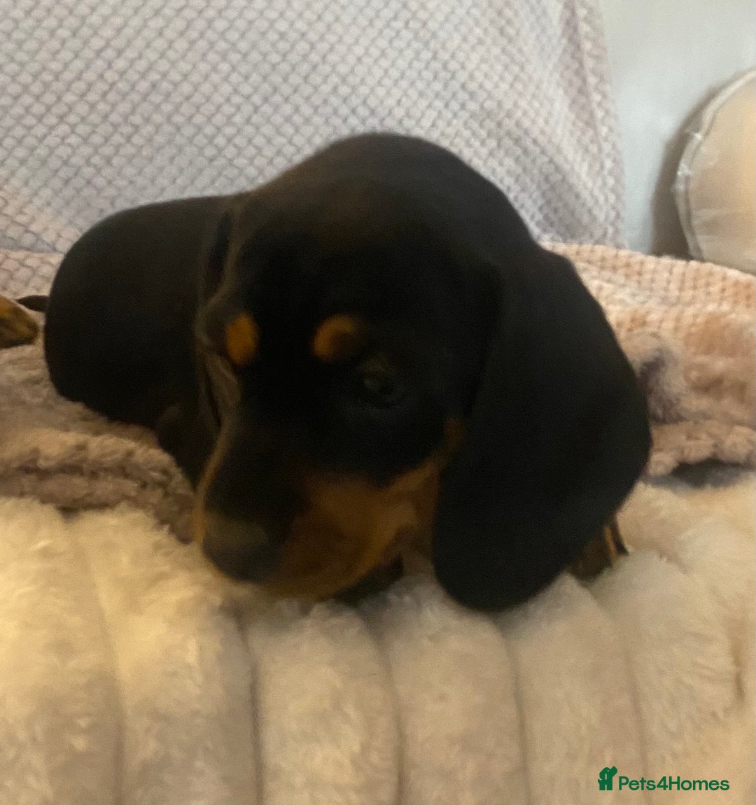 Dachshund dogs for sale: 💖traditional dachshunds puppies💝 - Image 7