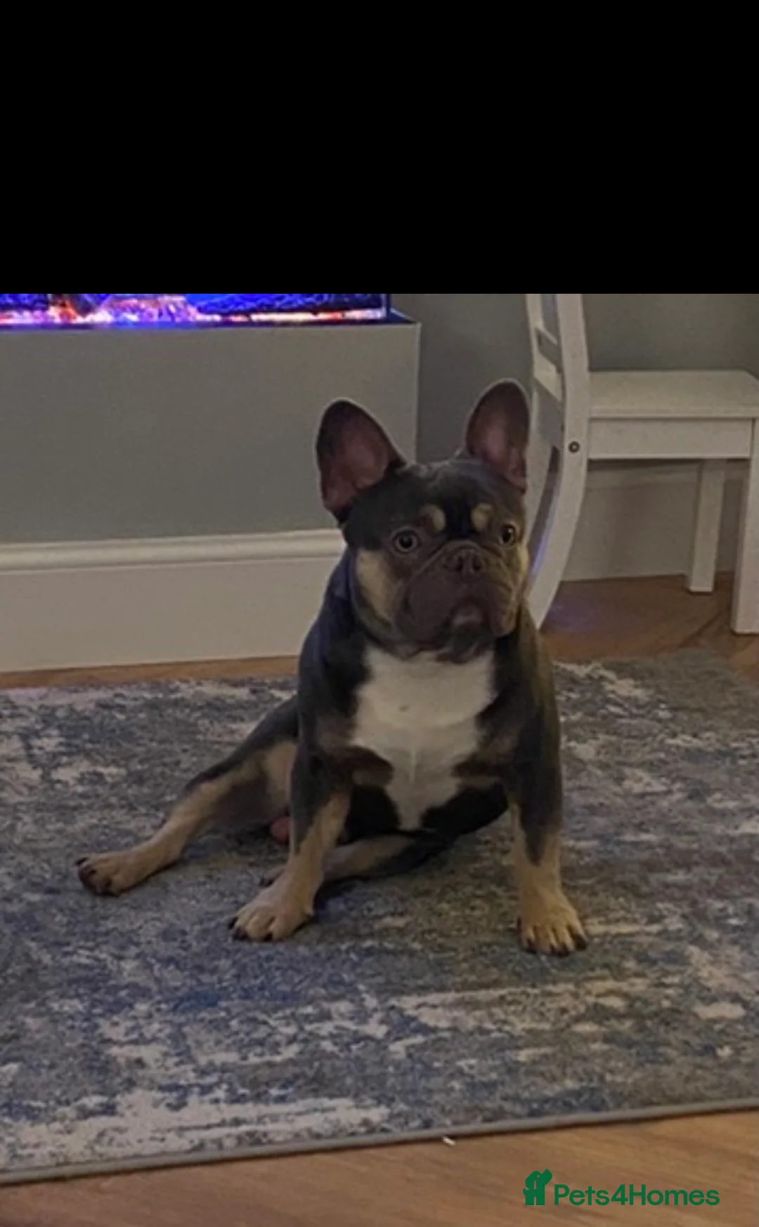 French Bulldog dogs for sale: Male French Bulldog - Bruno - Advert 4